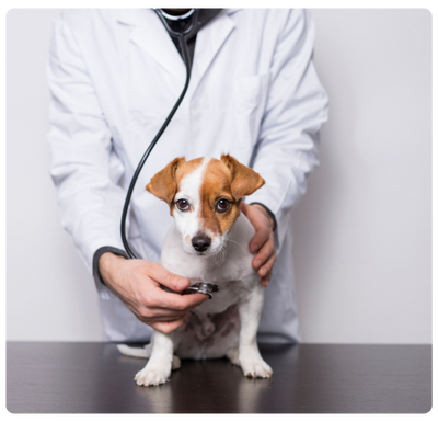 Consulta Veterinária